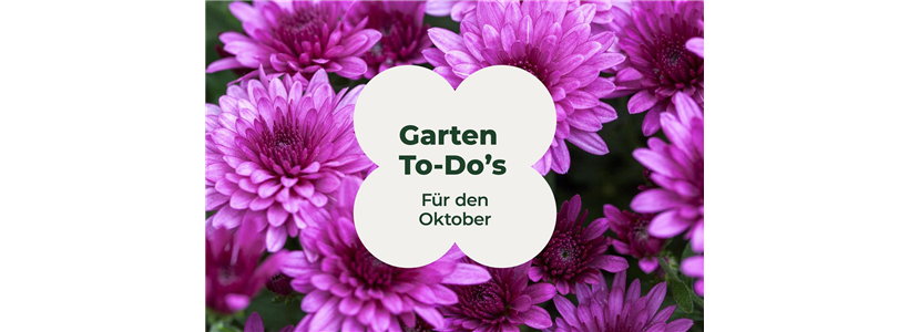 Garten To-Do's für den Oktober🧑‍🌾