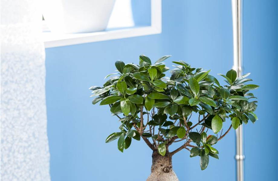 Ficus Ginseng hegen und pflegen Ficus Ginseng hegen und pflegen