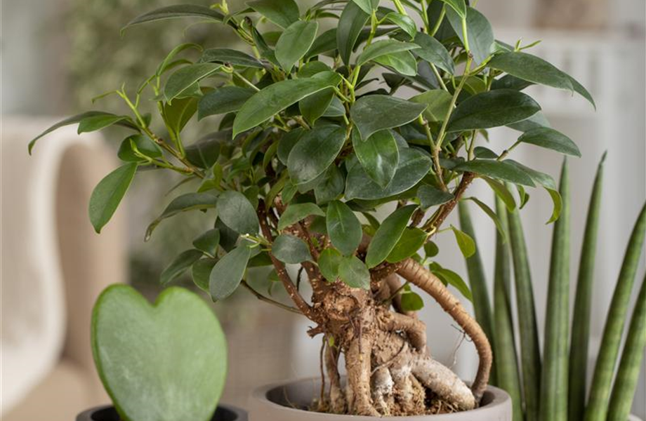 Ficus Ginseng hegen und pflegen Ficus Ginseng hegen und pflegen