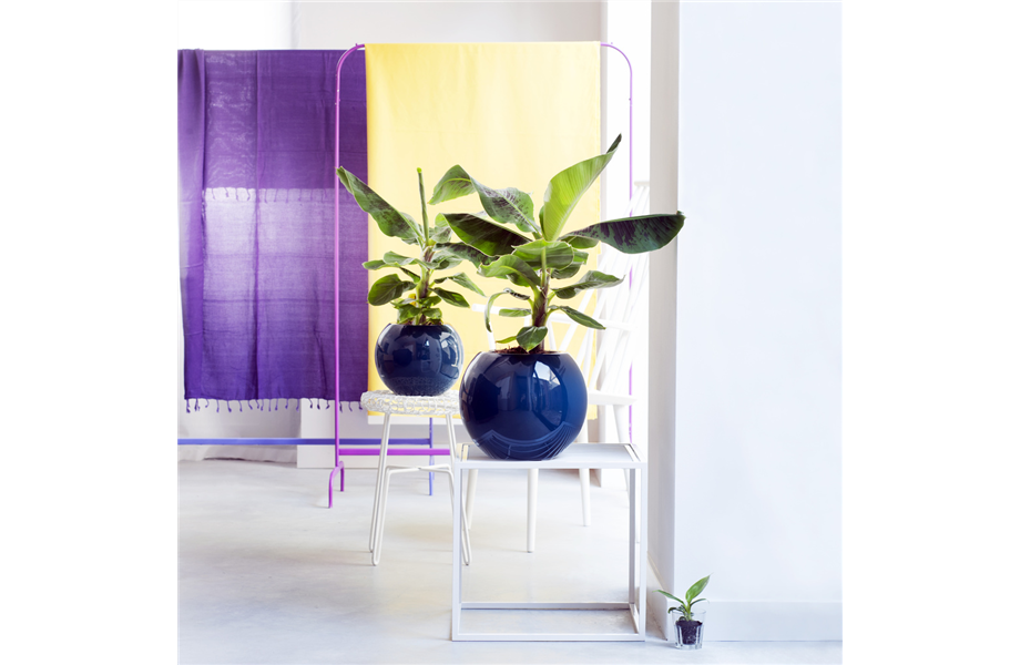 Pflanze April 2025: Banane Pflanze April 2025: Banane