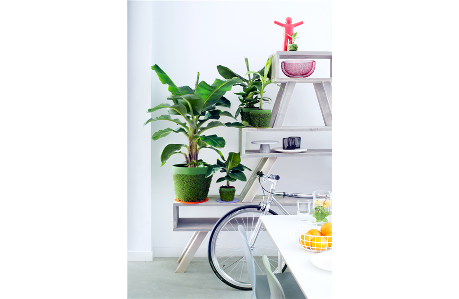 Pflanze April 2025: Banane Pflanze April 2025: Banane