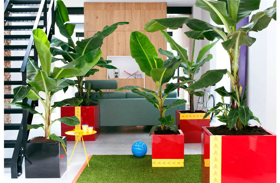 Pflanze April 2025: Banane Pflanze April 2025: Banane