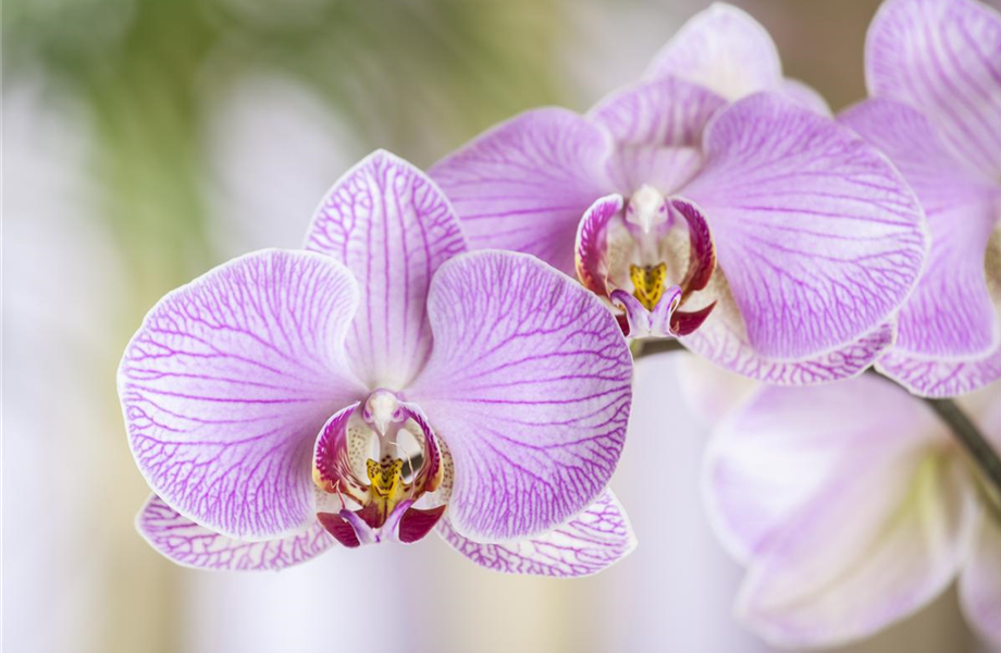 Die Orchideen-Klassiker Die Orchideen-Klassiker