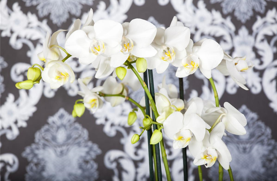 Die Orchideen-Klassiker Die Orchideen-Klassiker