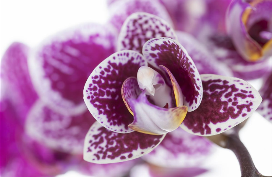 Die Königin der Zimmerpflanzen – Orchideen Die Königin der Zimmerpflanzen – Orchideen