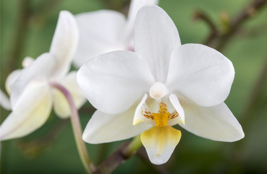 Die Königin der Zimmerpflanzen – Orchideen Die Königin der Zimmerpflanzen – Orchideen