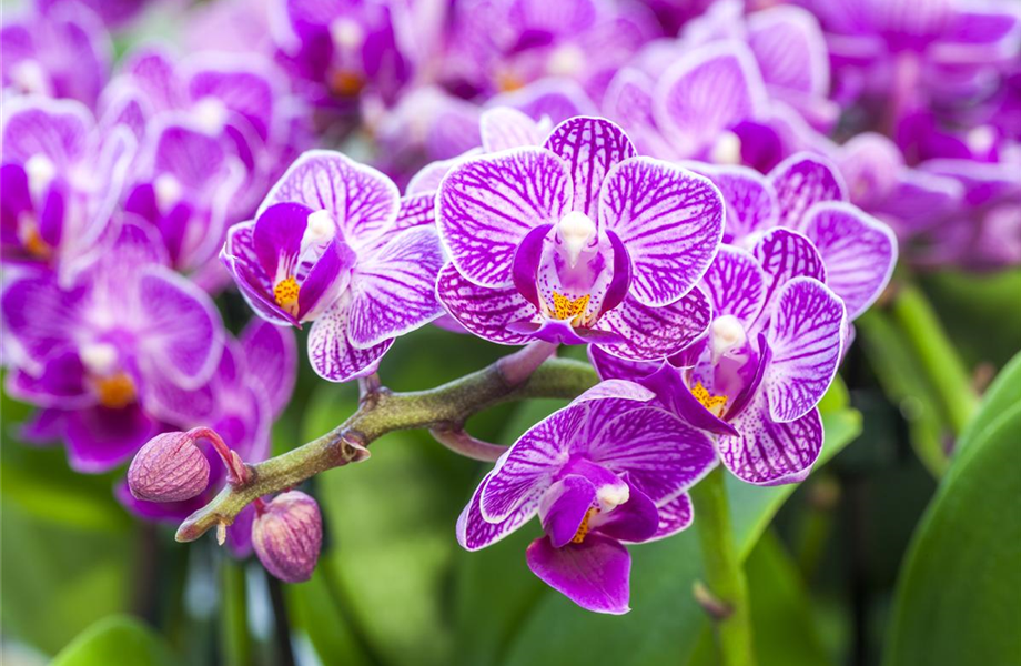 Die Königin der Zimmerpflanzen – Orchideen Die Königin der Zimmerpflanzen – Orchideen