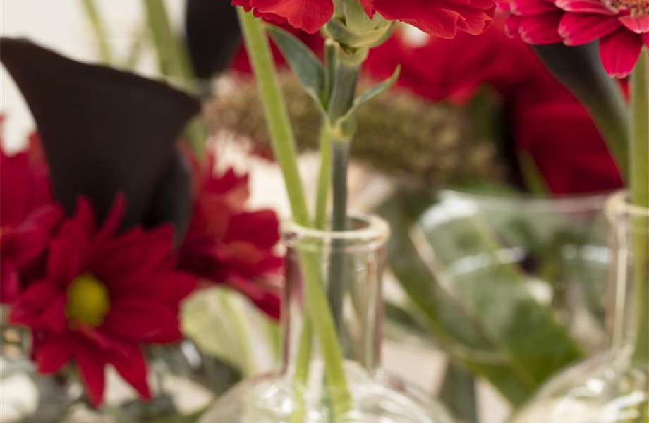 Schnittblumen - was hilft wirklich? Schnittblumen - was hilft wirklich?