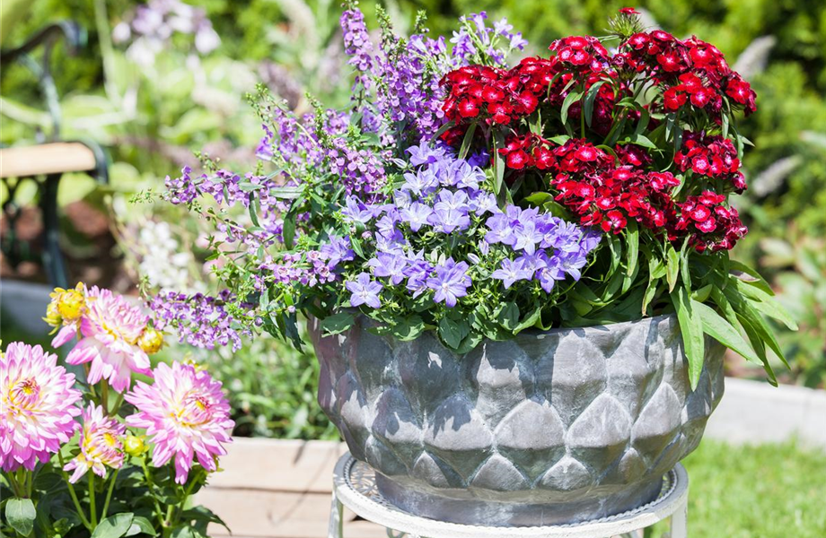 Schnittblumen - was hilft wirklich? Schnittblumen - was hilft wirklich?