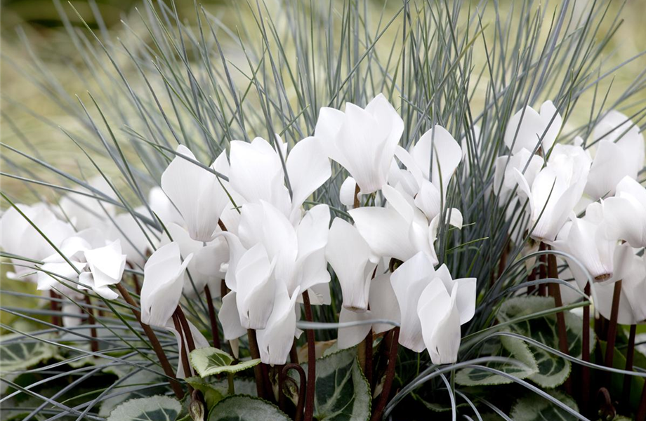 Die Tradition der Grabbepflanzung Die Tradition der Grabbepflanzung