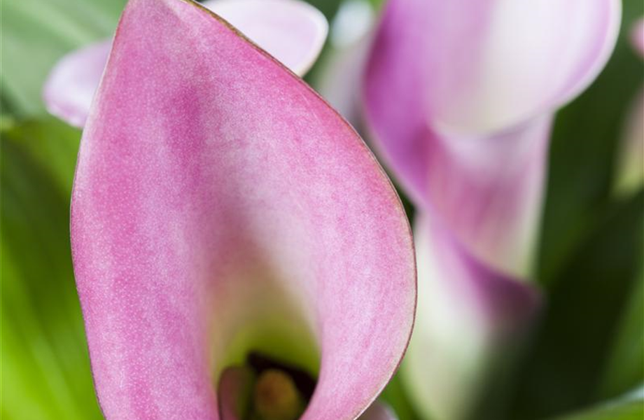 Die Top 8 der Winterblumen Die Top 8 der Winterblumen