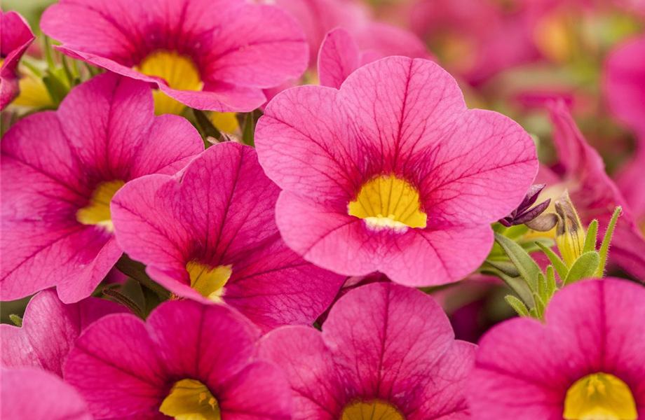 Winterschlaf für Geranien und Fuchsien Winterschlaf für Geranien und Fuchsien