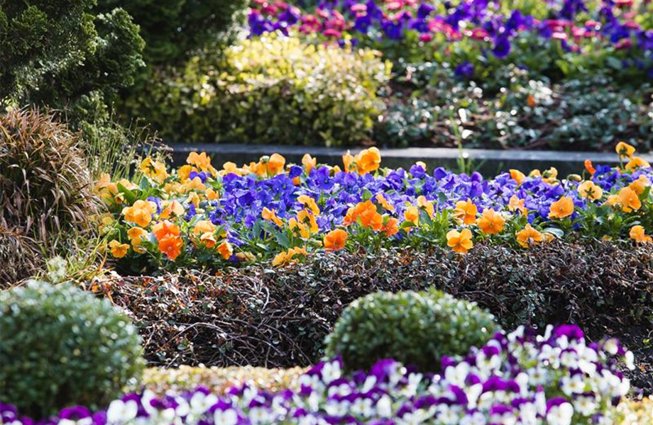 Sommerbepflanzung für das Grab Sommerbepflanzung für das Grab