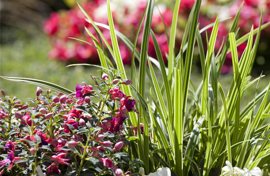 Sommerbepflanzung für das Grab Sommerbepflanzung für das Grab