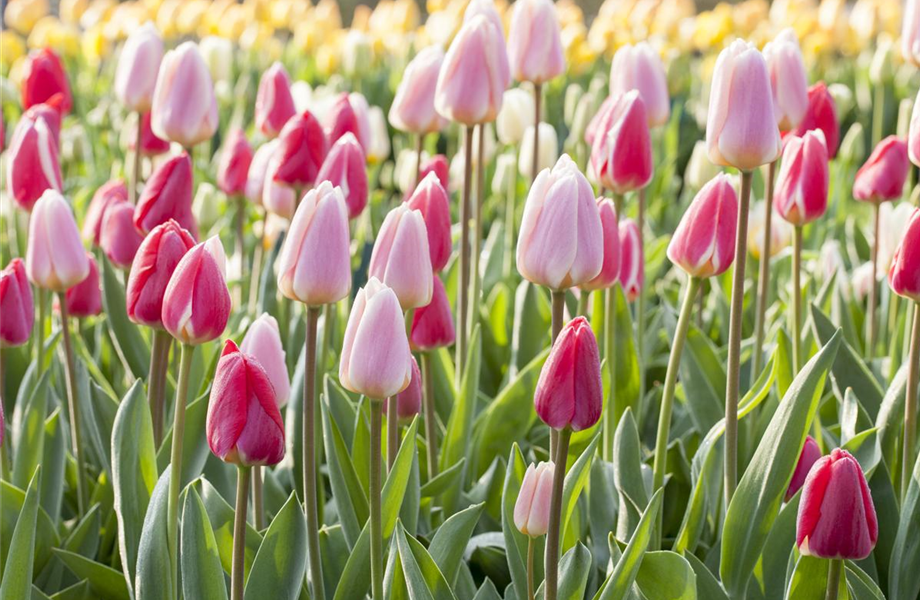 Gartenarbeiten im Mai Gartenarbeiten im Mai
