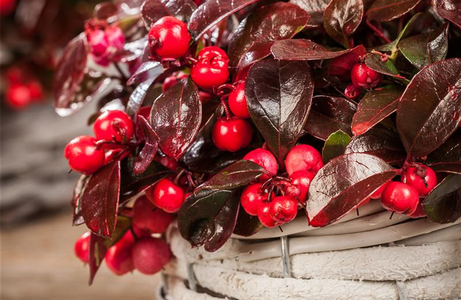 Der schöne Balkonkasten im Herbst Der schöne Balkonkasten im Herbst
