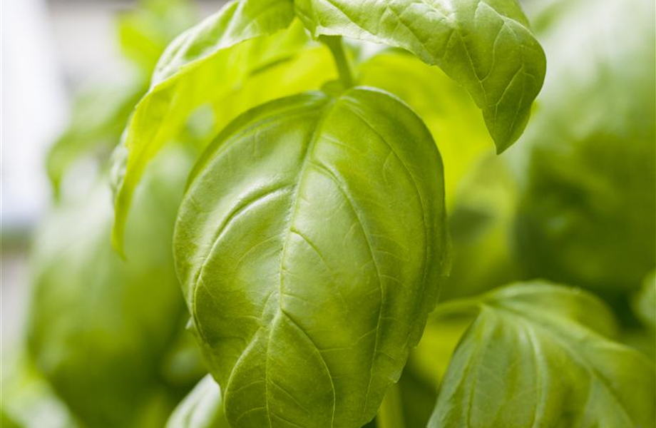 Kräuter als Balkonpflanzen Kräuter als Balkonpflanzen