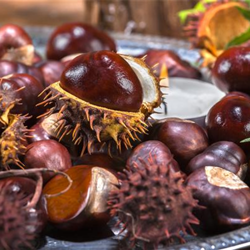 Rund um die Kastanie