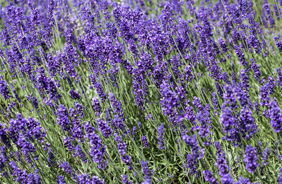 Lavendel - Pflegehinweise Lavendel - Pflegehinweise
