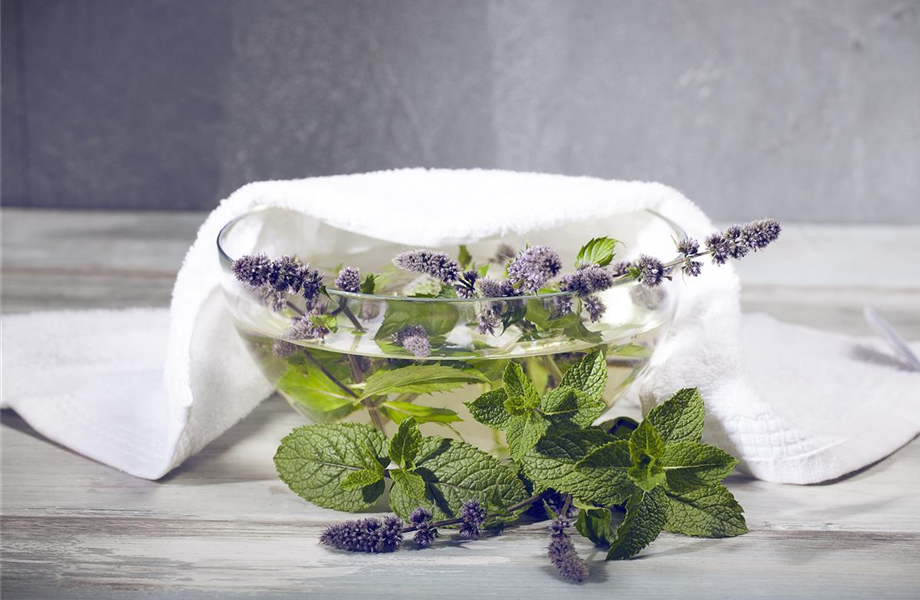 Besondere Kräuter mit Aromen Besondere Kräuter mit Aromen