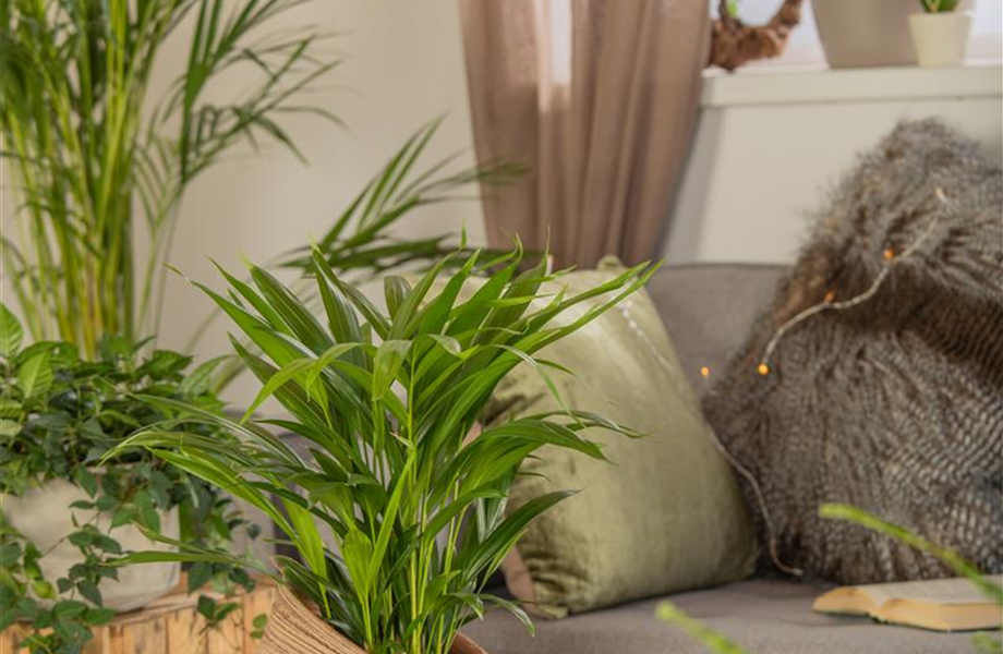 Zimmerpflanzenpflege im Urlaub? Zimmerpflanzenpflege im Urlaub?