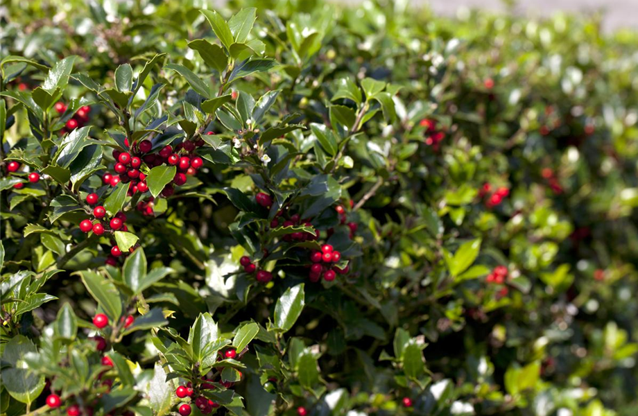 Hecken pflanzen Hecken pflanzen