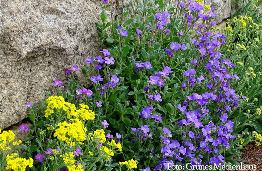 Polsterstauden - Frühaufsteher im Beet Polsterstauden - Frühaufsteher im Beet