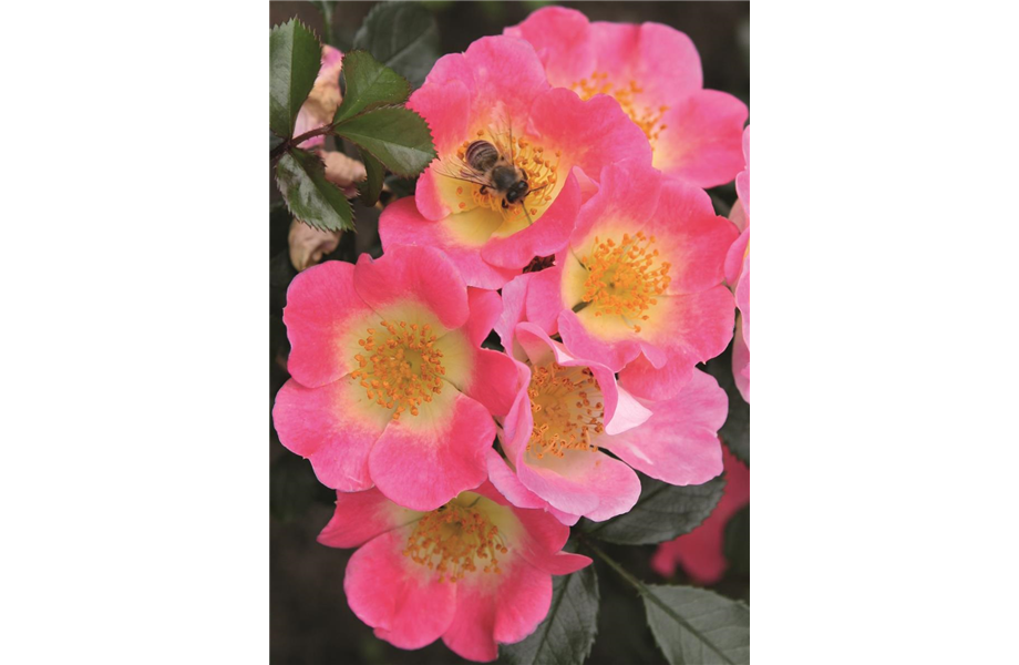 Nektargarten für Bienen und Schmetterlinge Nektargarten für Bienen und Schmetterlinge