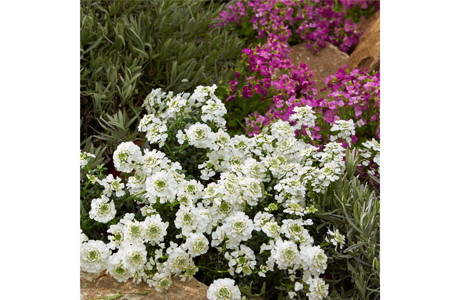 Nektargarten für Bienen und Schmetterlinge Nektargarten für Bienen und Schmetterlinge