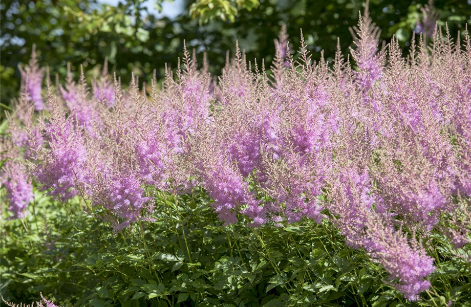 Staudengarten – Gestaltungshinweise Staudengarten – Gestaltungshinweise