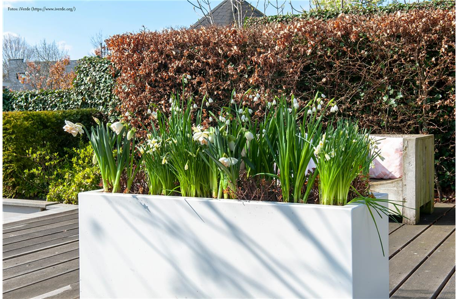 Blumenzwiebeln: Von null auf blühend Blumenzwiebeln: Von null auf blühend