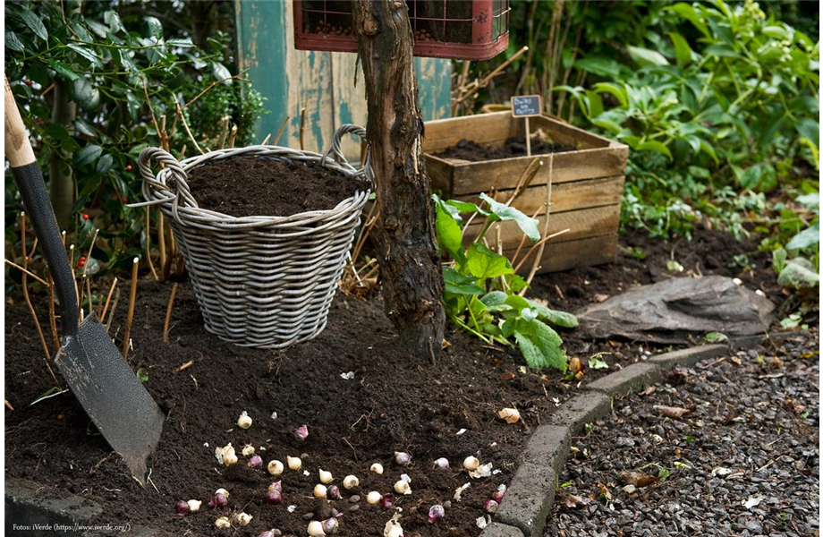 Blumenzwiebeln: Von null auf blühend Blumenzwiebeln: Von null auf blühend