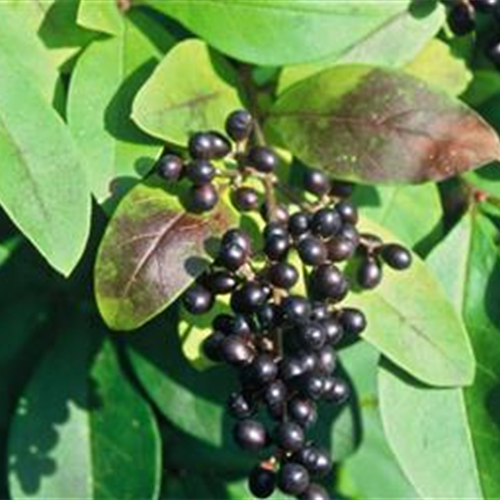 Selbstbedienung am Strauch