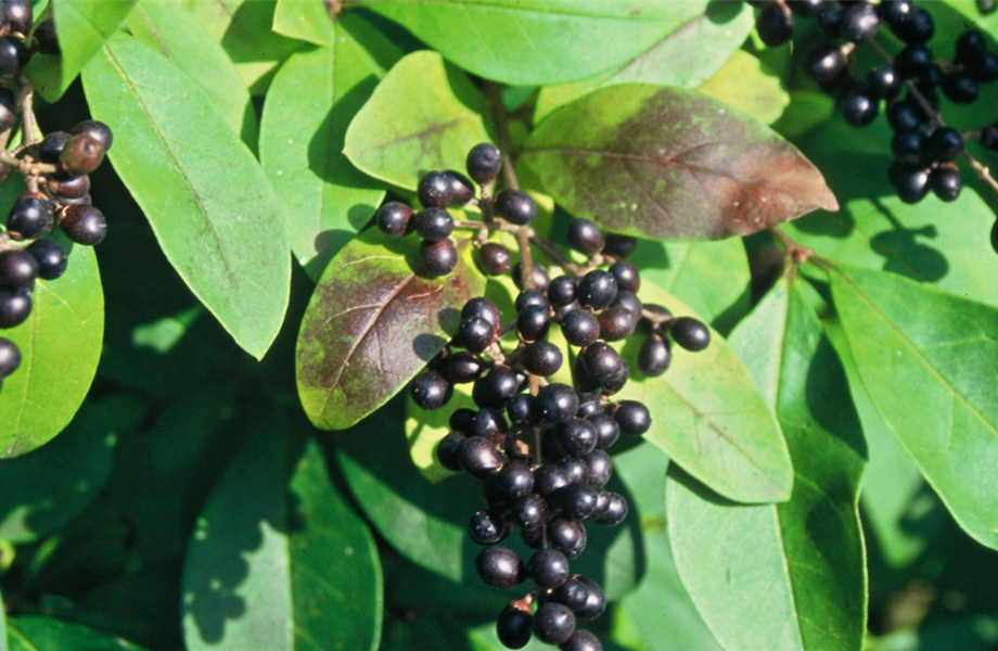 Selbstbedienung am Strauch  Selbstbedienung am Strauch