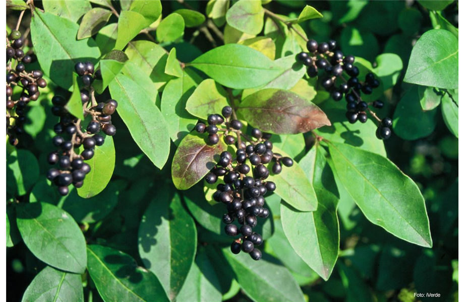 Selbstbedienung am Strauch  Selbstbedienung am Strauch