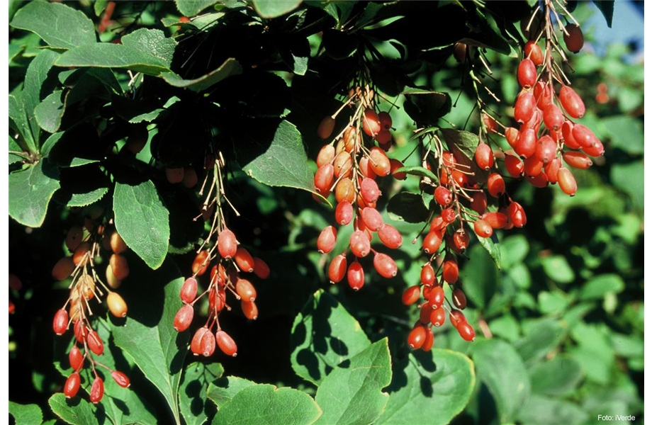 Selbstbedienung am Strauch  Selbstbedienung am Strauch