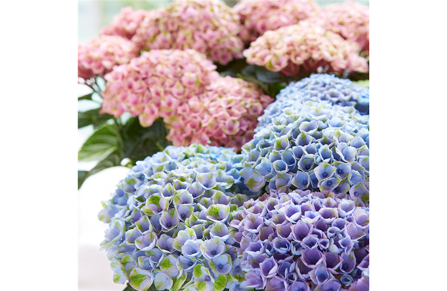 Hortensien: Imposante Schönheiten Hortensien: Imposante Schönheiten