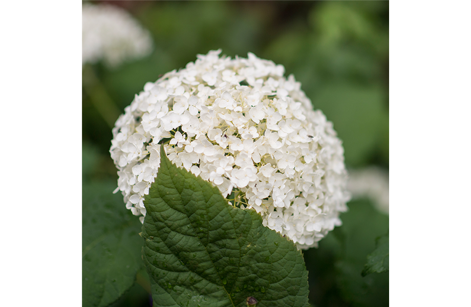 Hortensien: Imposante Schönheiten Hortensien: Imposante Schönheiten
