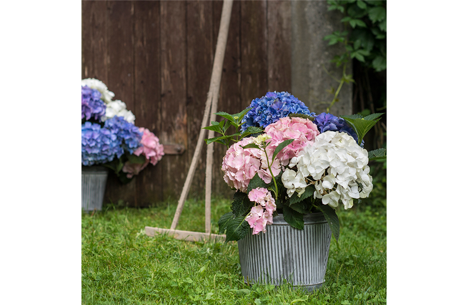 Hortensien: Imposante Schönheiten Hortensien: Imposante Schönheiten