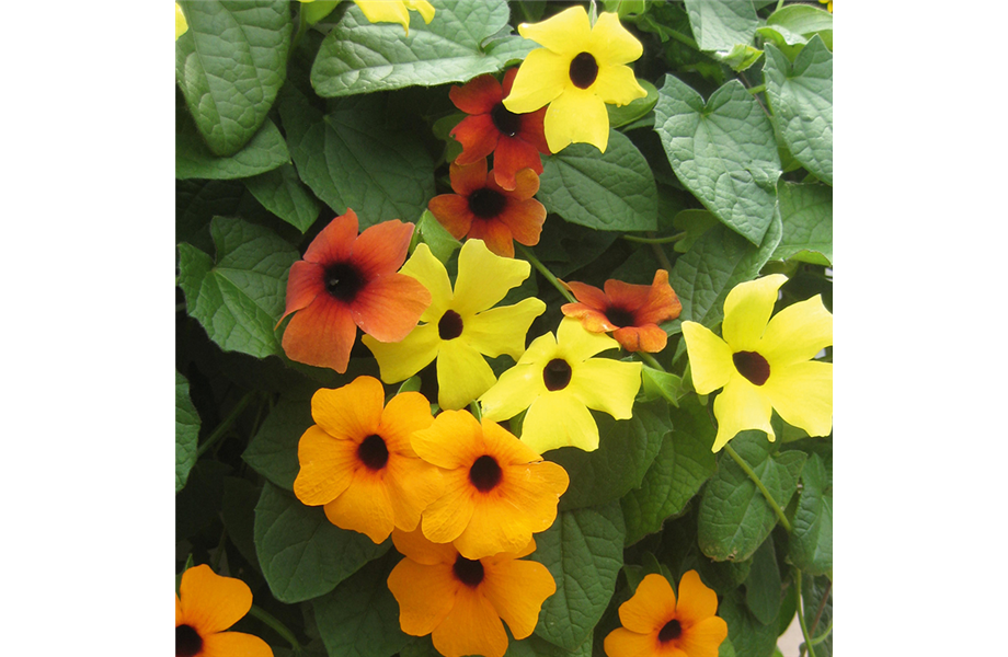 Natürlicher Sichtschutz mit Kletterpflanzen Natürlicher Sichtschutz mit Kletterpflanzen