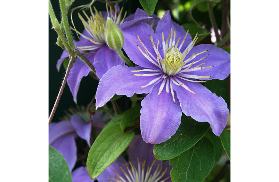 Natürlicher Sichtschutz mit Kletterpflanzen Natürlicher Sichtschutz mit Kletterpflanzen