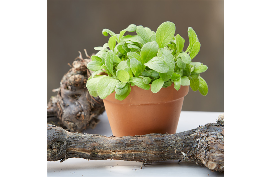 Kräuter, Bienen & Insekten Kräuter, Bienen & Insekten