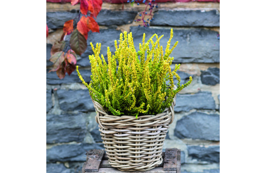 Herbstliche Balkonbepflanzung Herbstliche Balkonbepflanzung