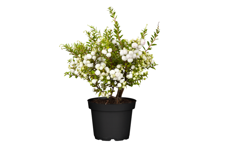 Herbstliche Balkonbepflanzung Herbstliche Balkonbepflanzung