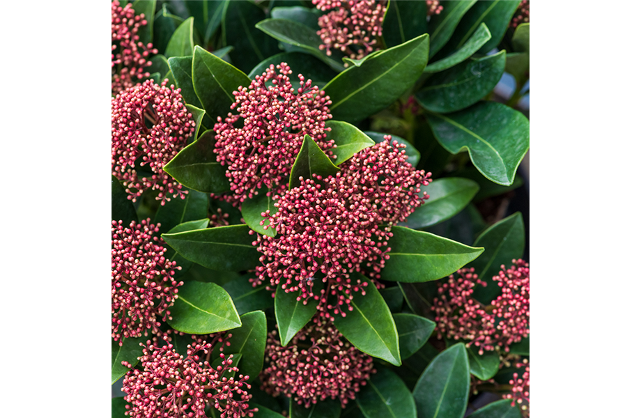 Indian Summer in heimischen Gärten Indian Summer in heimischen Gärten