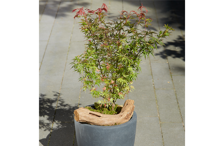 Indian Summer in heimischen Gärten Indian Summer in heimischen Gärten