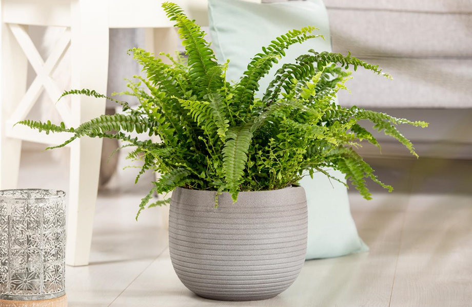 Pflanze Oktober 2025: Erfrischende Zimmerpflanzen Pflanze Oktober 2025: Erfrischende Zimmerpflanzen