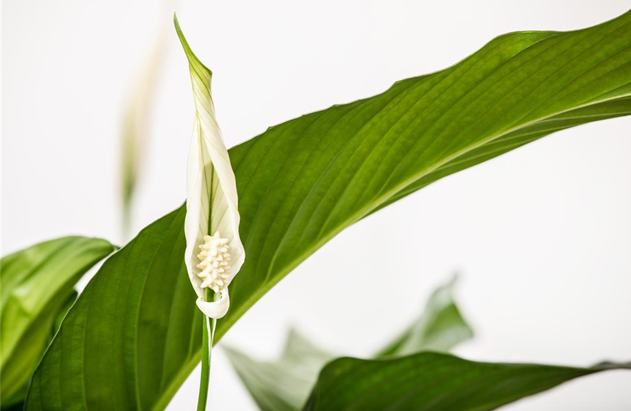 Pflanze Oktober 2025: Erfrischende Zimmerpflanzen Pflanze Oktober 2025: Erfrischende Zimmerpflanzen