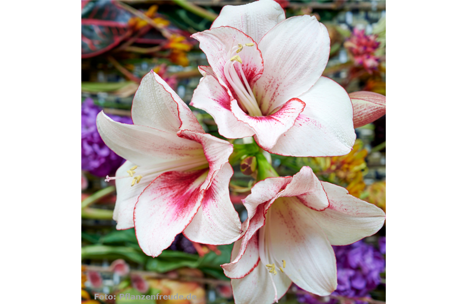 Stiel-Ikone Amaryllis Stiel-Ikone Amaryllis