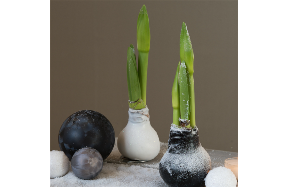 Stiel-Ikone Amaryllis Stiel-Ikone Amaryllis